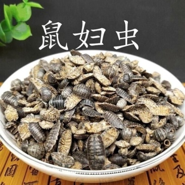 中药材鼠妇虫鼠妇虫地虱湿生虫潮虫干货