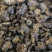 中药材鼠妇虫鼠妇虫地虱湿生虫潮虫干货