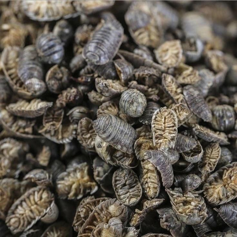 中药材鼠妇虫鼠妇虫地虱湿生虫潮虫干货