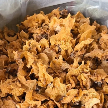 羊肚耳电商平台用羊肚耳好货足干羊肚耳自产自销羊肚耳羊肚耳