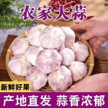 山东大蒜，当年新大蒜，坏果包赔，支持一件代发