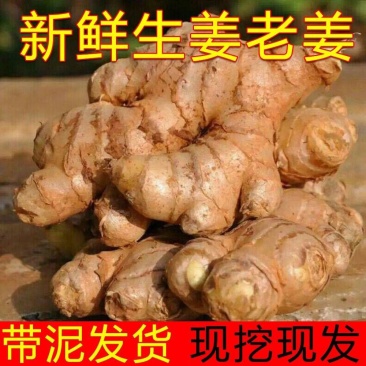 一件代发，正宗生姜老姜，一手货源，产地直销