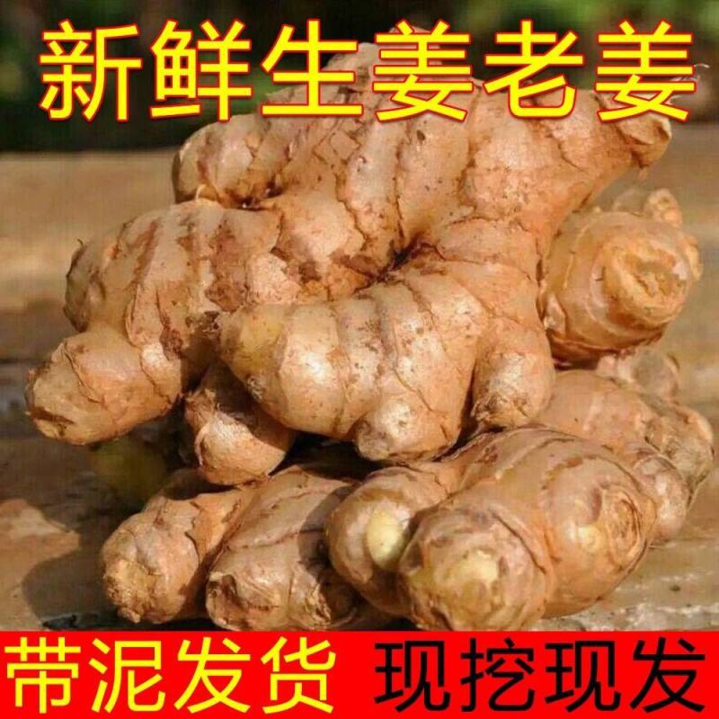 一件代发，正宗生姜老姜，一手货源，产地直销