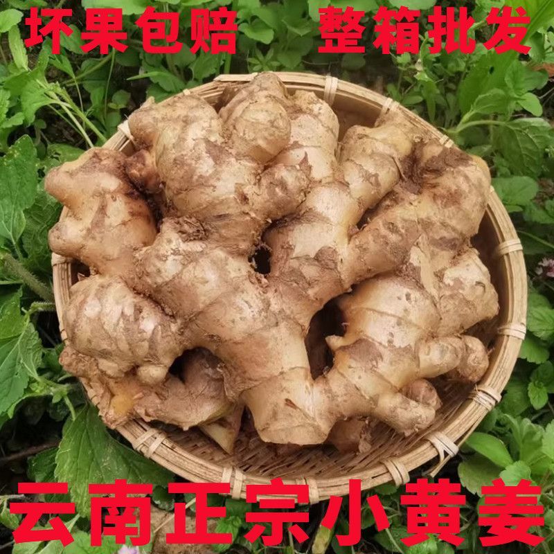 一件代发，正宗生姜老姜，一手货源，产地直销