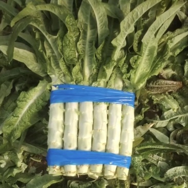 砀山莴笋大量现货