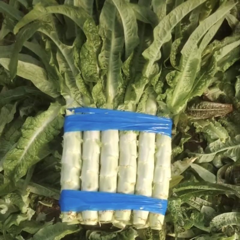 砀山莴笋大量现货