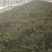 砀山莴笋大量现货