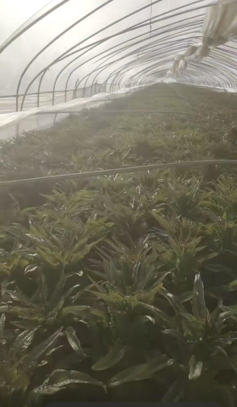 砀山莴笋大量现货