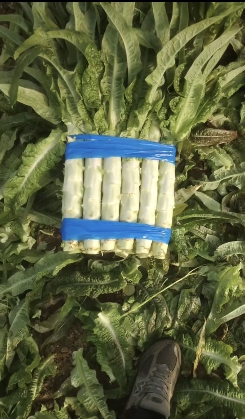 砀山莴笋大量现货