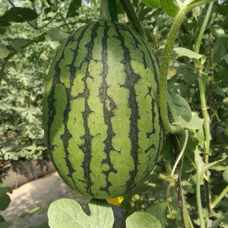 苏瑞4K西瓜种子中早熟西瓜种籽花皮椭圆硬薄皮耐贮运
