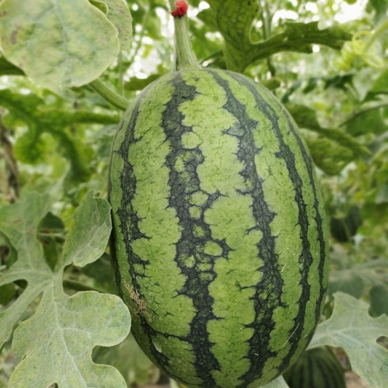 苏瑞4K西瓜种子中早熟西瓜种籽花皮椭圆硬薄皮耐贮运