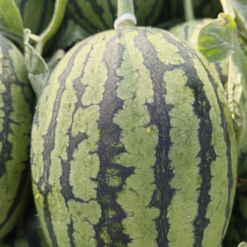 苏瑞4K西瓜种子中早熟西瓜种籽花皮椭圆硬薄皮耐贮运