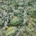 苏瑞4K西瓜种子中早熟西瓜种籽花皮椭圆硬薄皮耐贮运