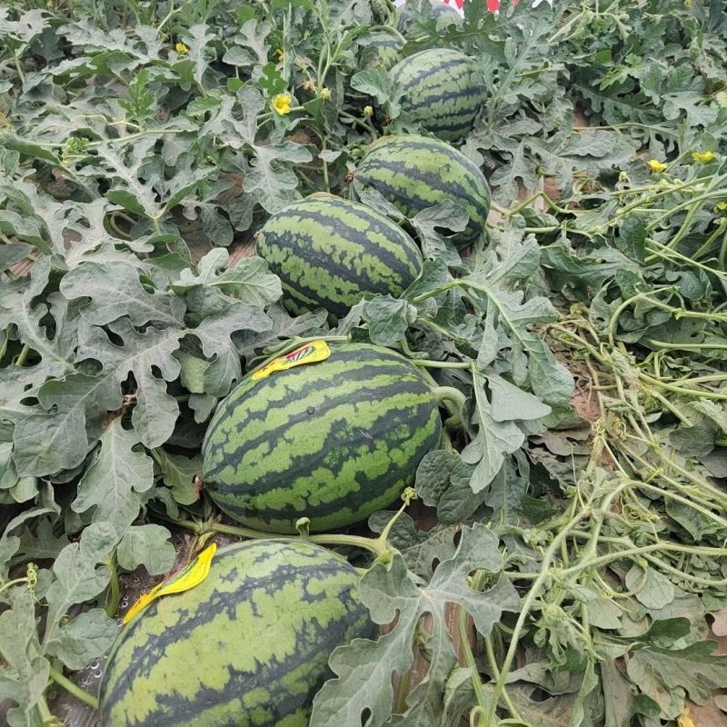 苏瑞4K西瓜种子中早熟西瓜种籽花皮椭圆硬薄皮耐贮运