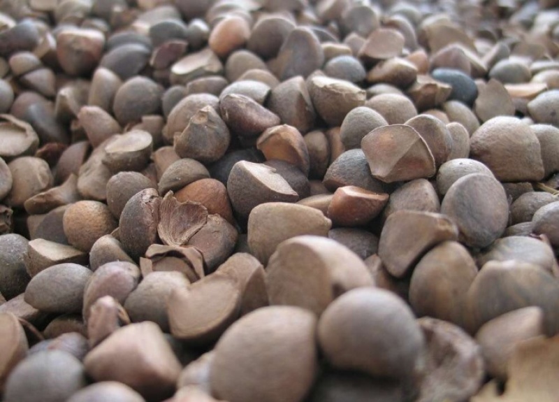 连州纯正山茶油