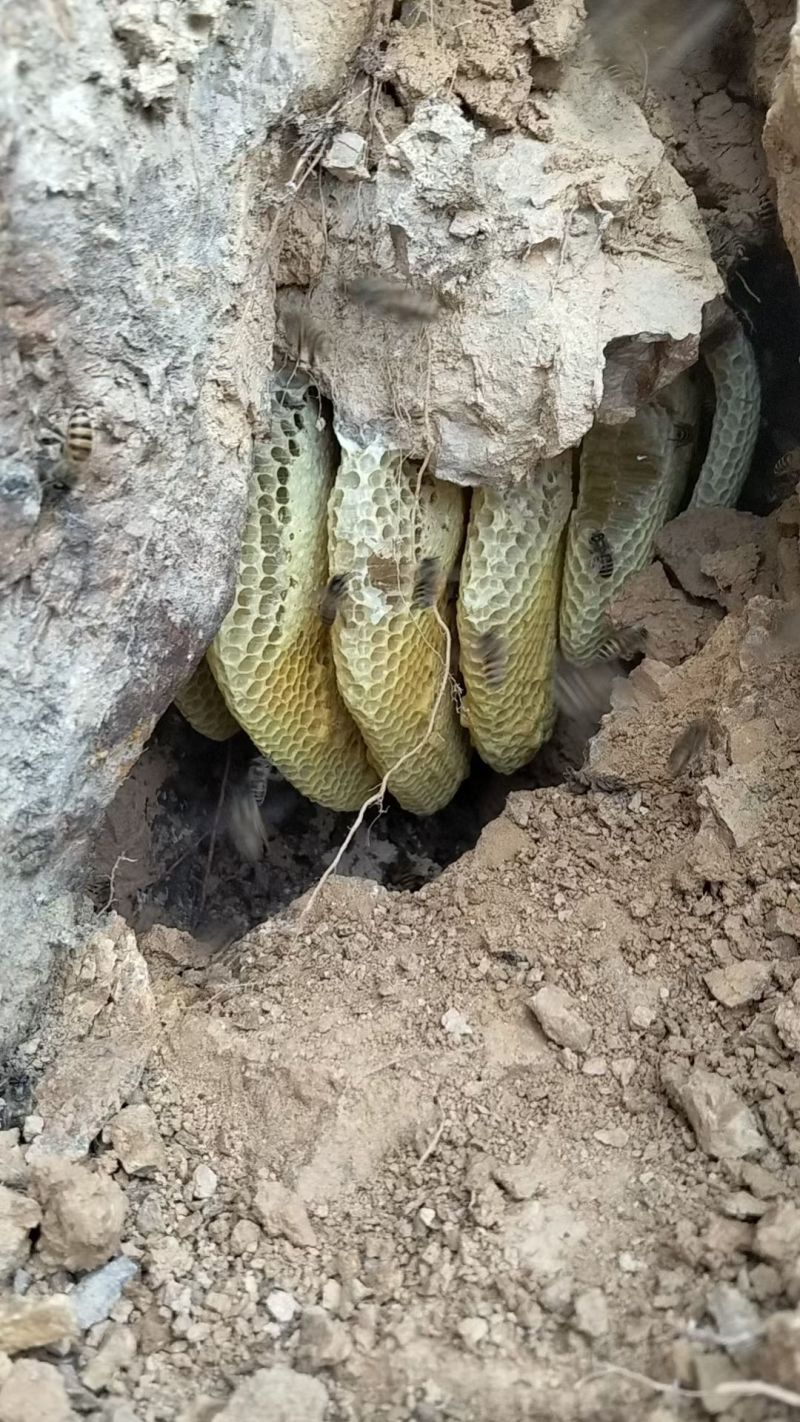 纯野生土蜂蜜