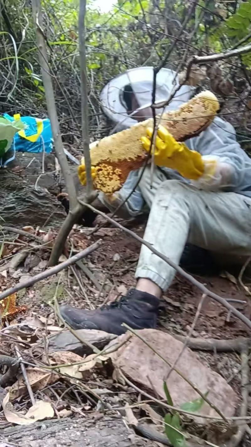 纯野生土蜂蜜