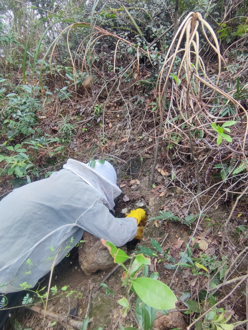 纯野生土蜂蜜