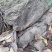 纯野生土蜂蜜