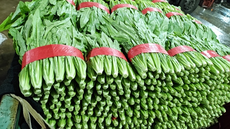 油麦菜30~35厘米以上有专业打包工人可提供打冷