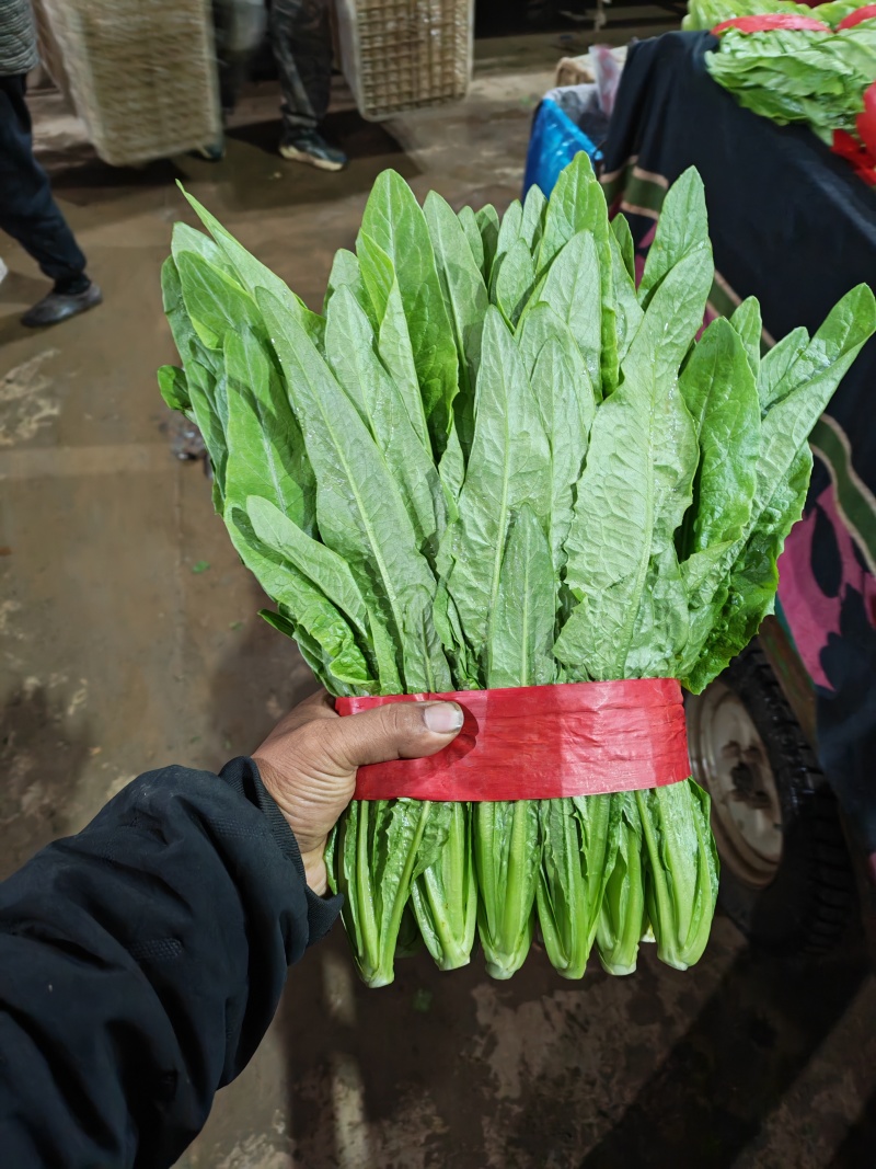 油麦菜30~35厘米以上有专业打包工人可提供打冷