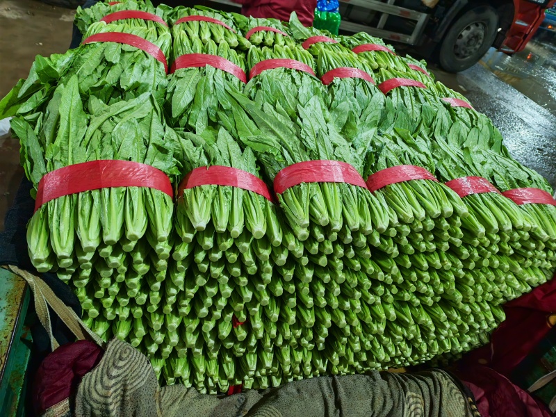 油麦菜30~35厘米以上有专业打包工人可提供打冷