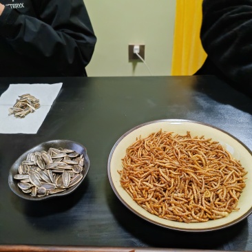 黄粉虫干，面包虫干