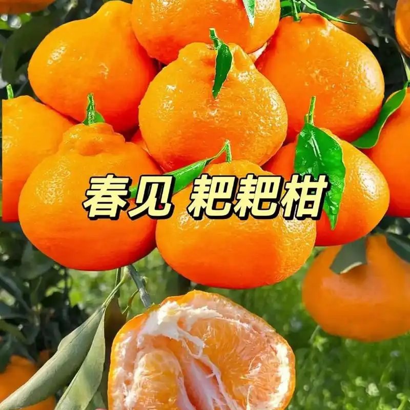 春见耙耙柑苗基地直供品种保证包成活包邮