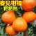 春见耙耙柑苗基地直供品种保证包成活包邮