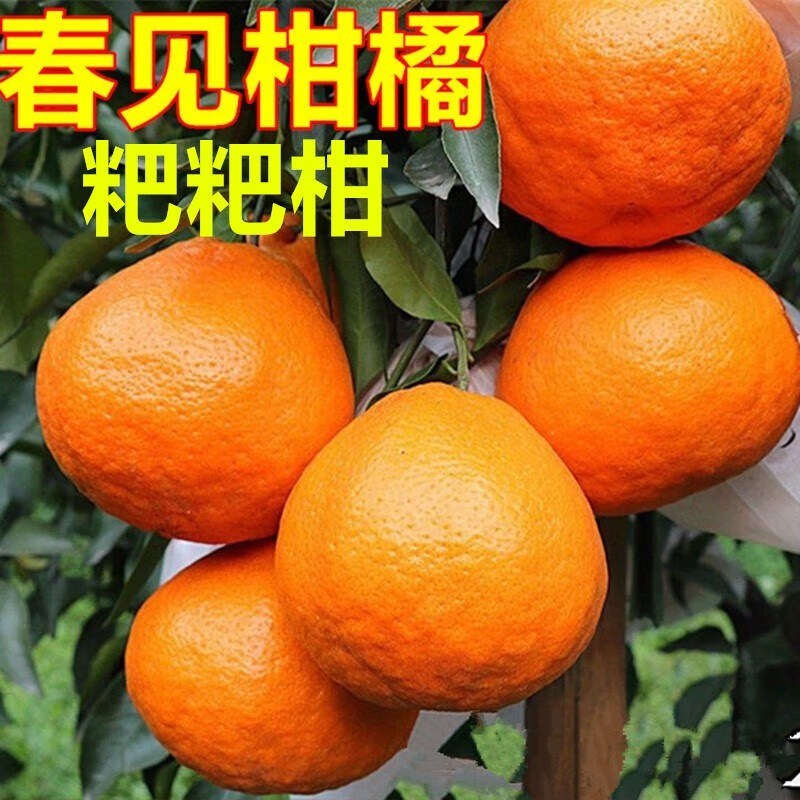 春见耙耙柑苗基地直供品种保证包成活包邮