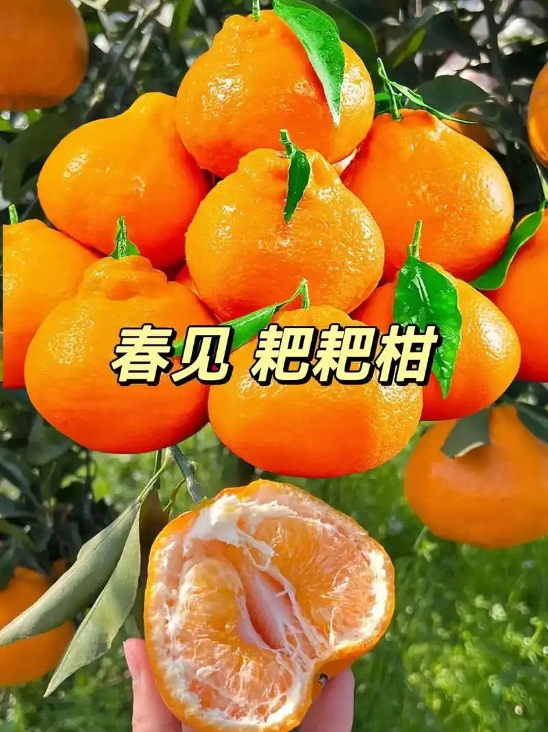 春见耙耙柑苗基地直供品种保证包成活包邮