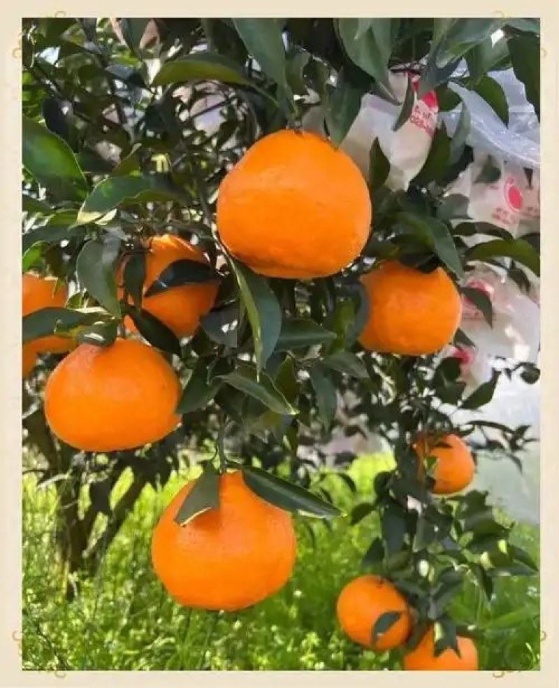 春见耙耙柑苗基地直供品种保证包成活包邮