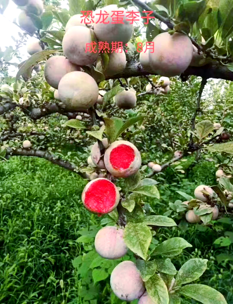 恐龙蛋李子树苗品种保证基地签约发苗包成活包技术