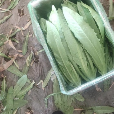 油麦菜