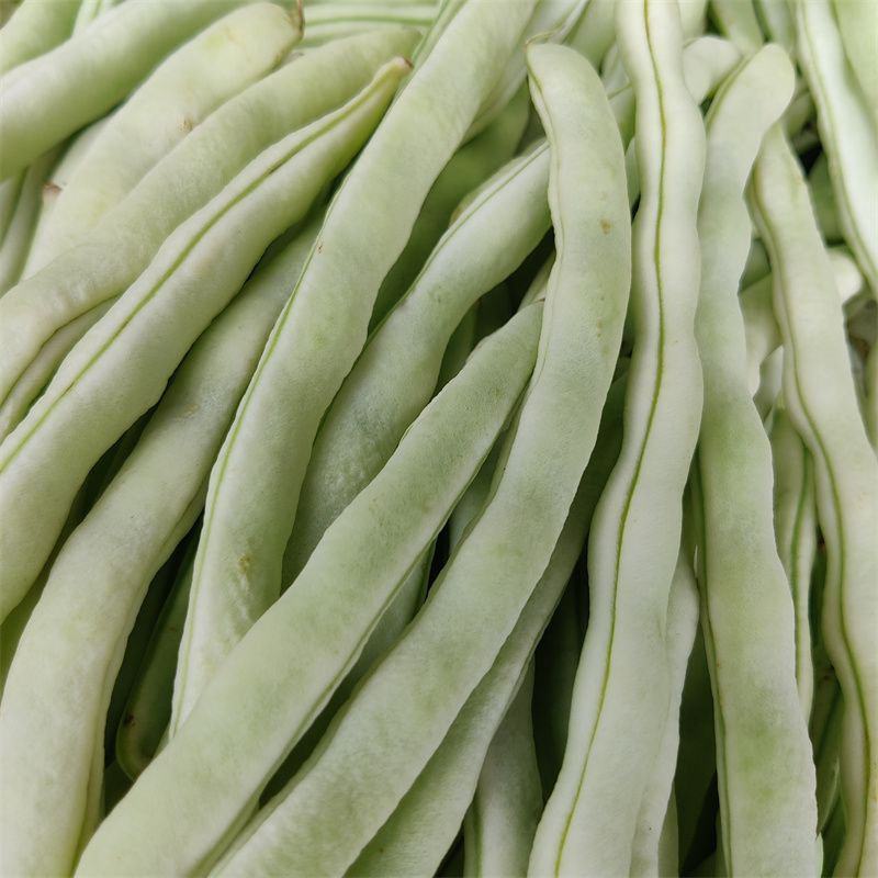 宏雨巴菲特白荚长芸豆种子博尔特早熟嫩荚绿白色四季豆架豆春