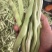 宏雨巴菲特白荚长芸豆种子博尔特早熟嫩荚绿白色四季豆架豆春