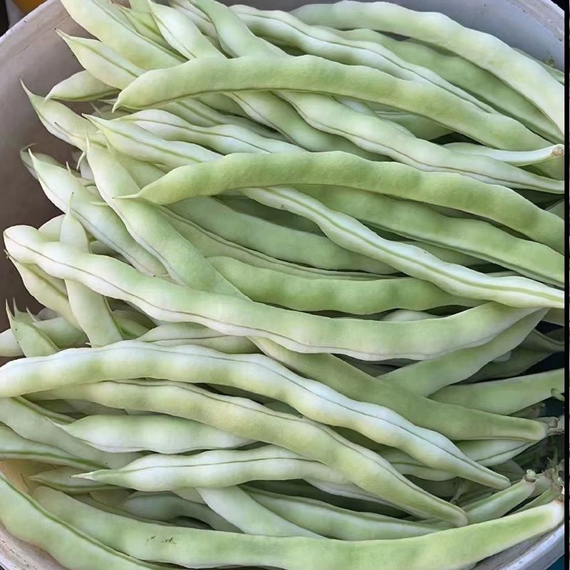 宏雨巴菲特白荚长芸豆种子博尔特早熟嫩荚绿白色四季豆架豆春