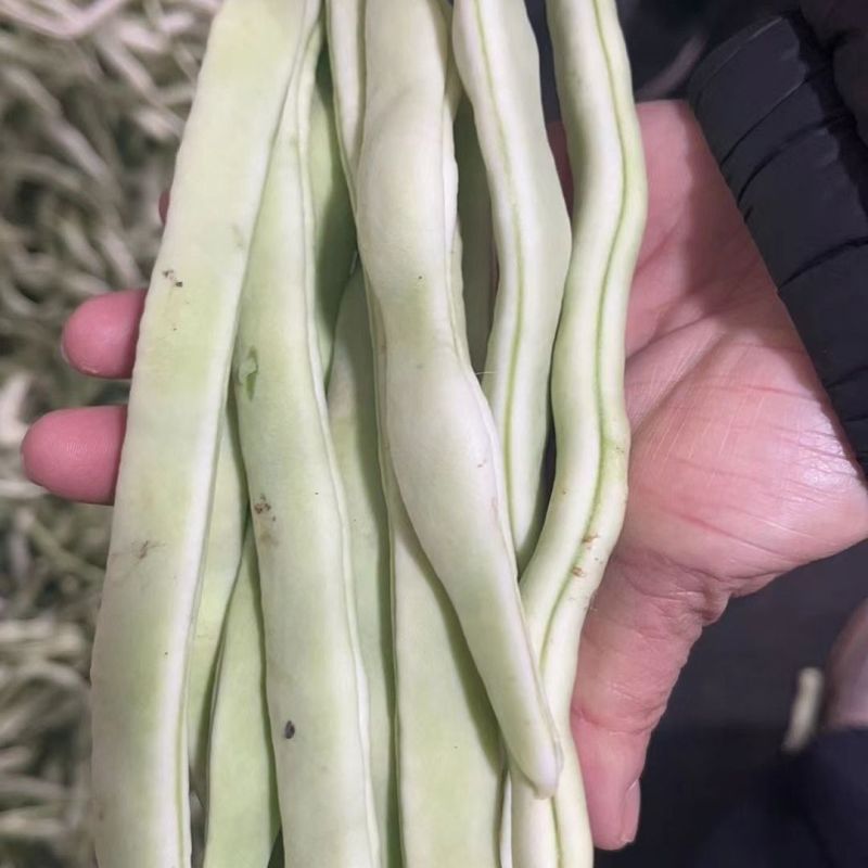 宏雨巴菲特白荚长芸豆种子博尔特早熟嫩荚绿白色四季豆架豆春
