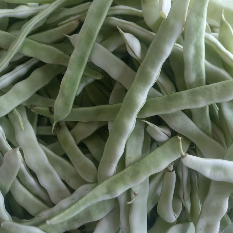 宏雨巴菲特白荚长芸豆种子博尔特早熟嫩荚绿白色四季豆架豆春