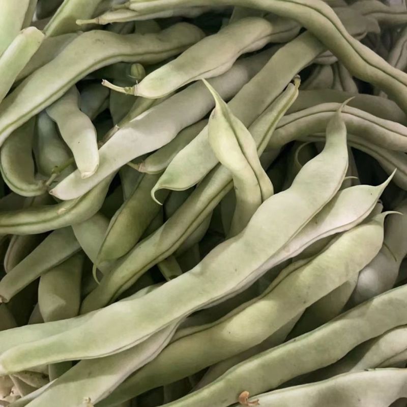 宏雨巴菲特白荚长芸豆种子博尔特早熟嫩荚绿白色四季豆架豆春