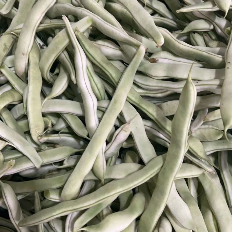 宏雨巴菲特白荚长芸豆种子博尔特早熟嫩荚绿白色四季豆架豆春