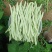 宏雨巴菲特白荚长芸豆种子博尔特早熟嫩荚绿白色四季豆架豆春