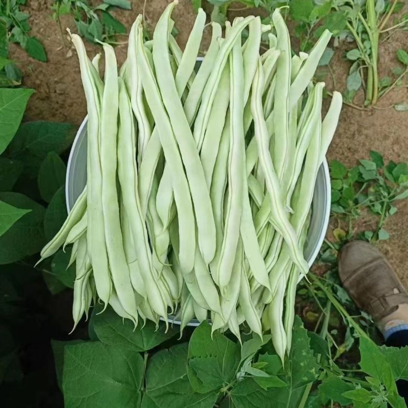 宏雨巴菲特白荚长芸豆种子博尔特早熟嫩荚绿白色四季豆架豆春