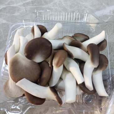 精品鲜货—秀珍菇