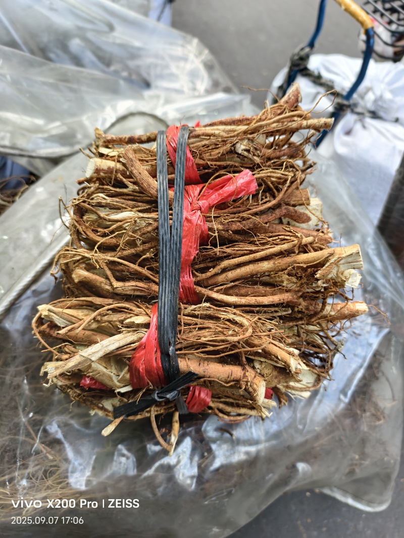 五指毛桃