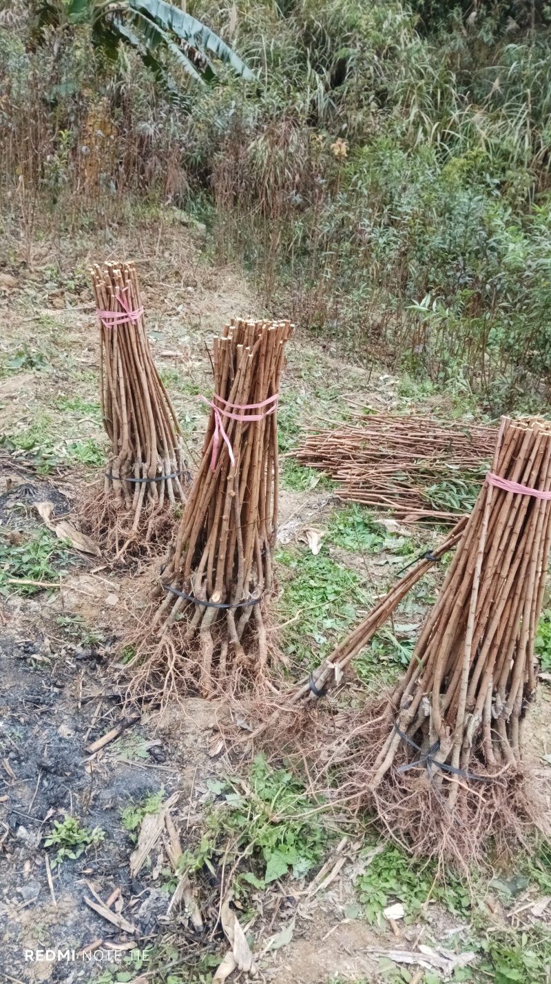 出售蜂糖李嫁接苗，保湿发货