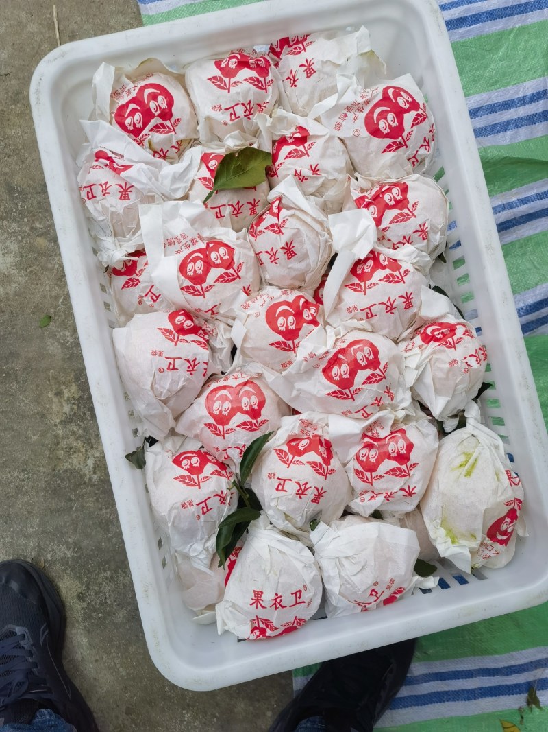 春见耙耙柑，全平台一件代发，开票服务。欢迎骚扰。
