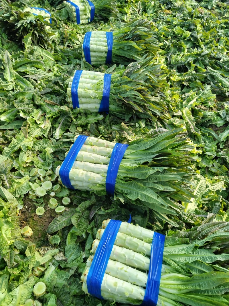 精品尖叶莴笋万亩基地直发货源充足保质保量进店联系
