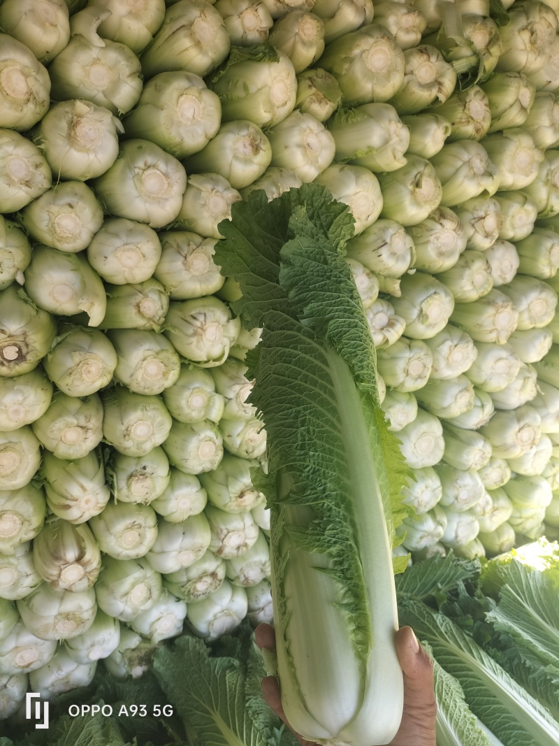 广西宾阳竹筒青长菜