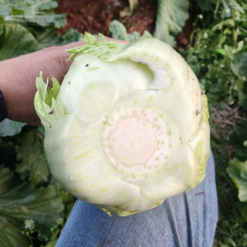 广西宾阳竹筒青长菜